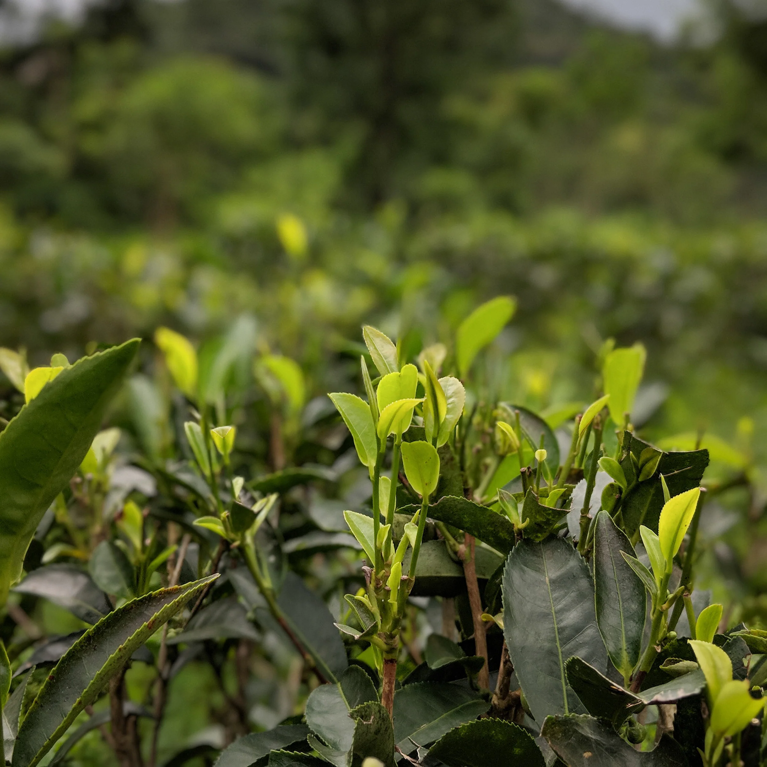 1st Flush Darjeeling - Image 5