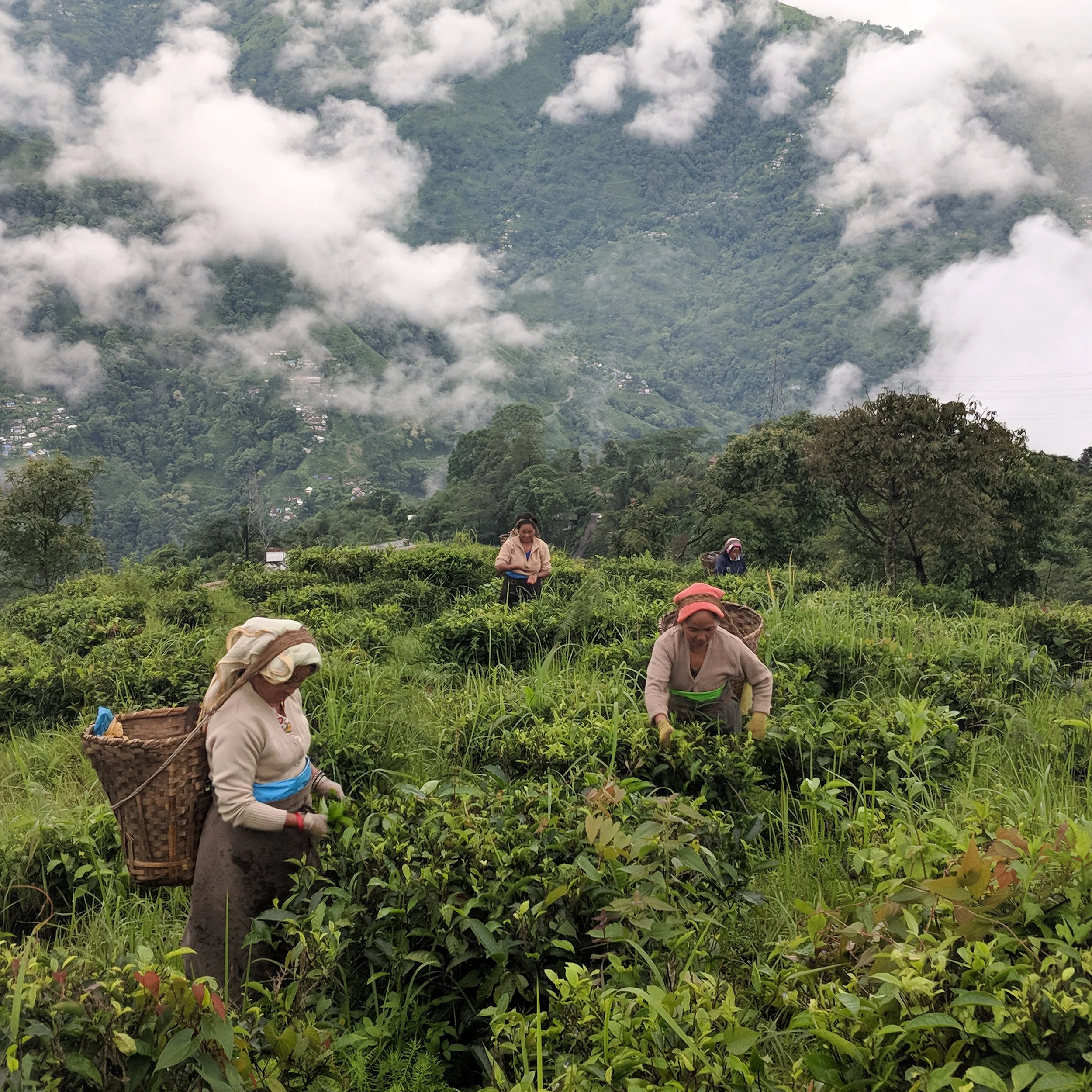 1st Flush Darjeeling - Image 7