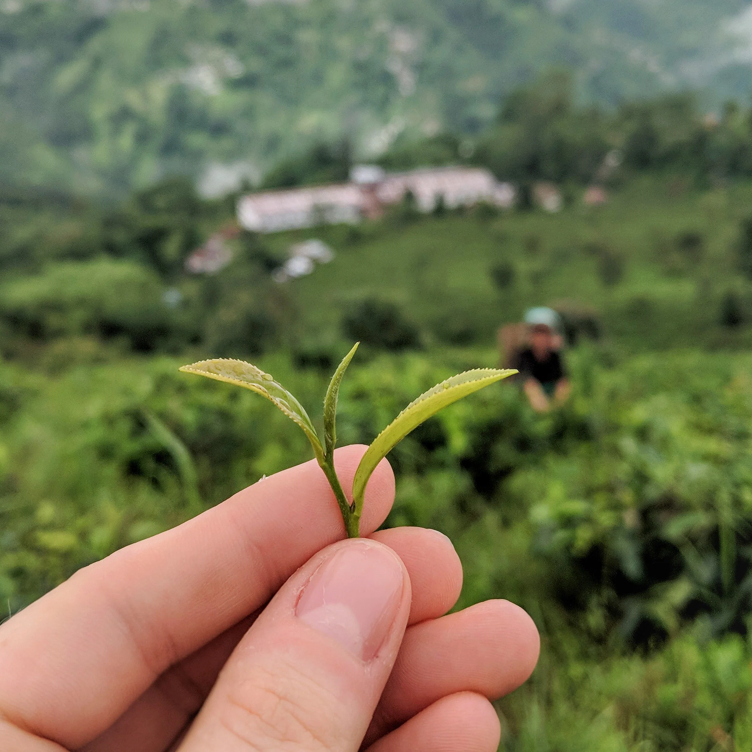2nd Flush Darjeeling - Image 4