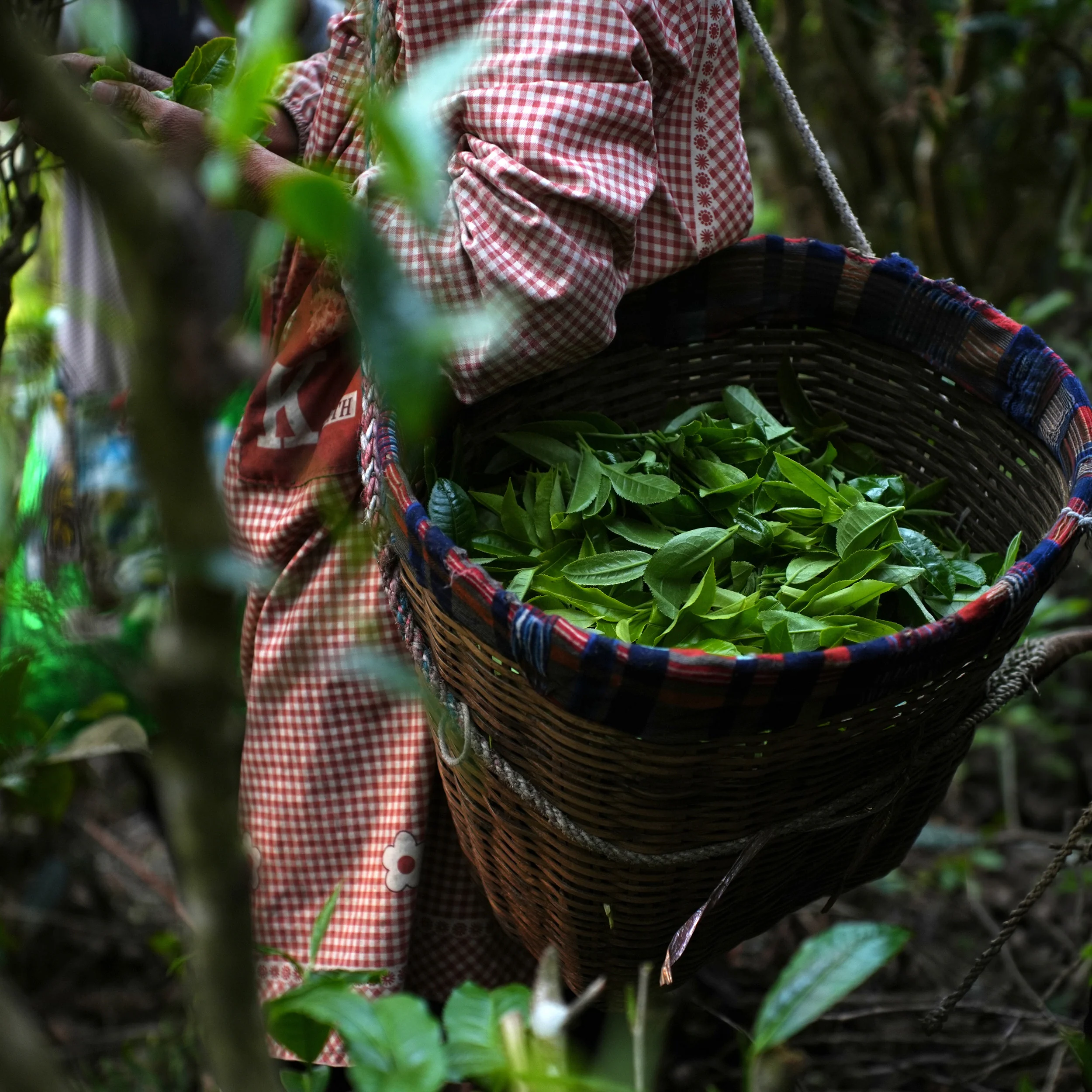 Ai Lao Shou (Ripe) Pu-erh Cake - Image 4