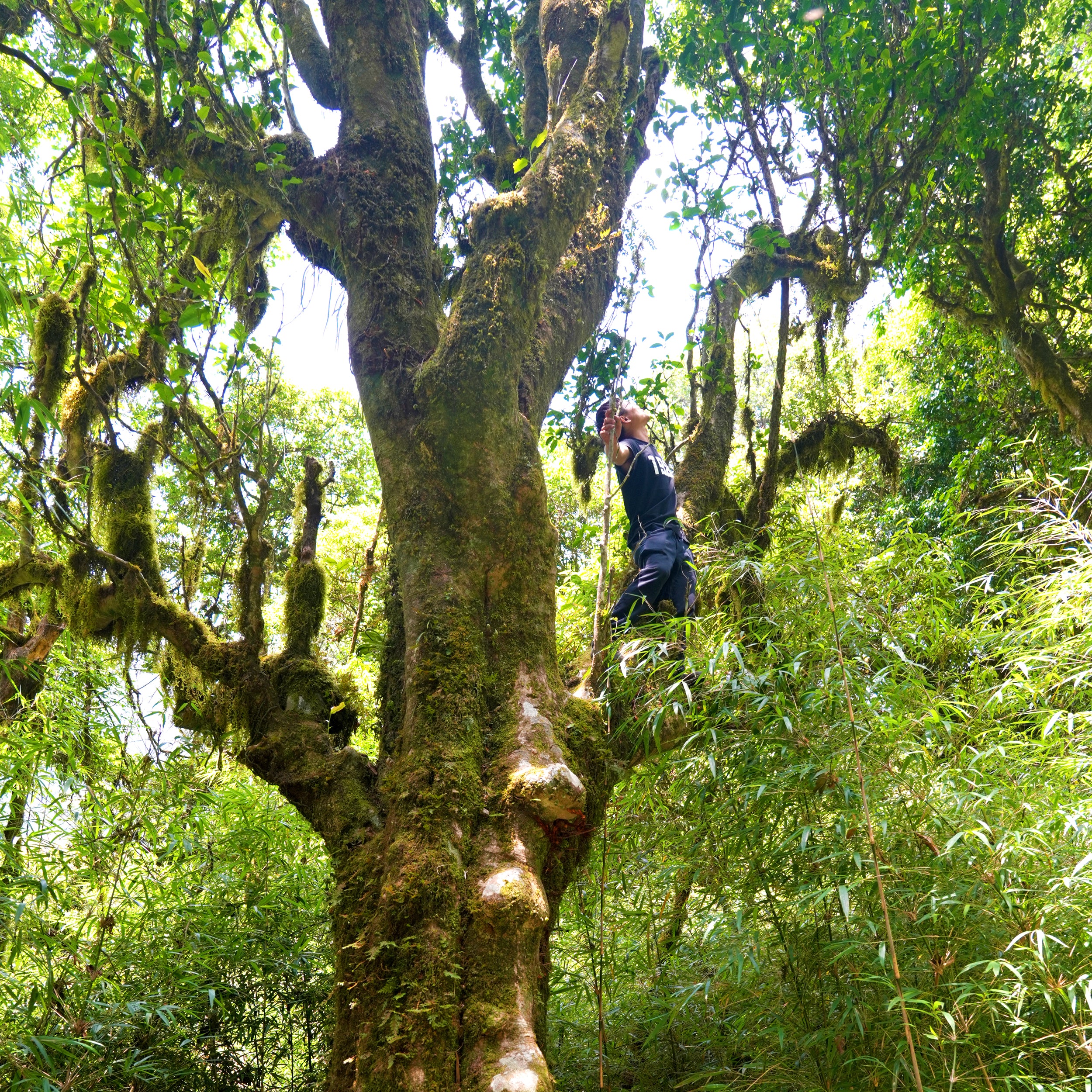 Ai Lao Wild Black - Image 10