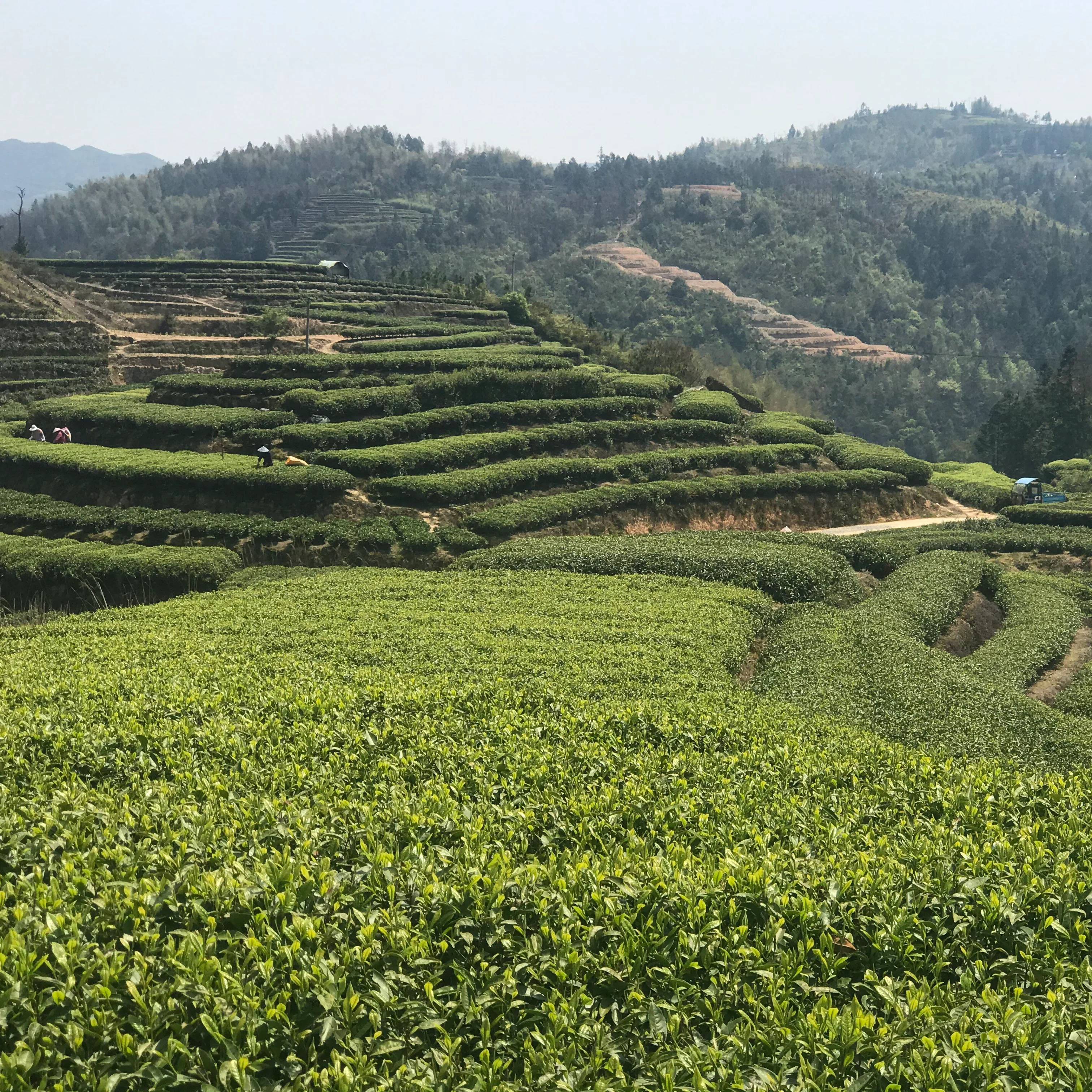 Bai Mu Dan - Image 4