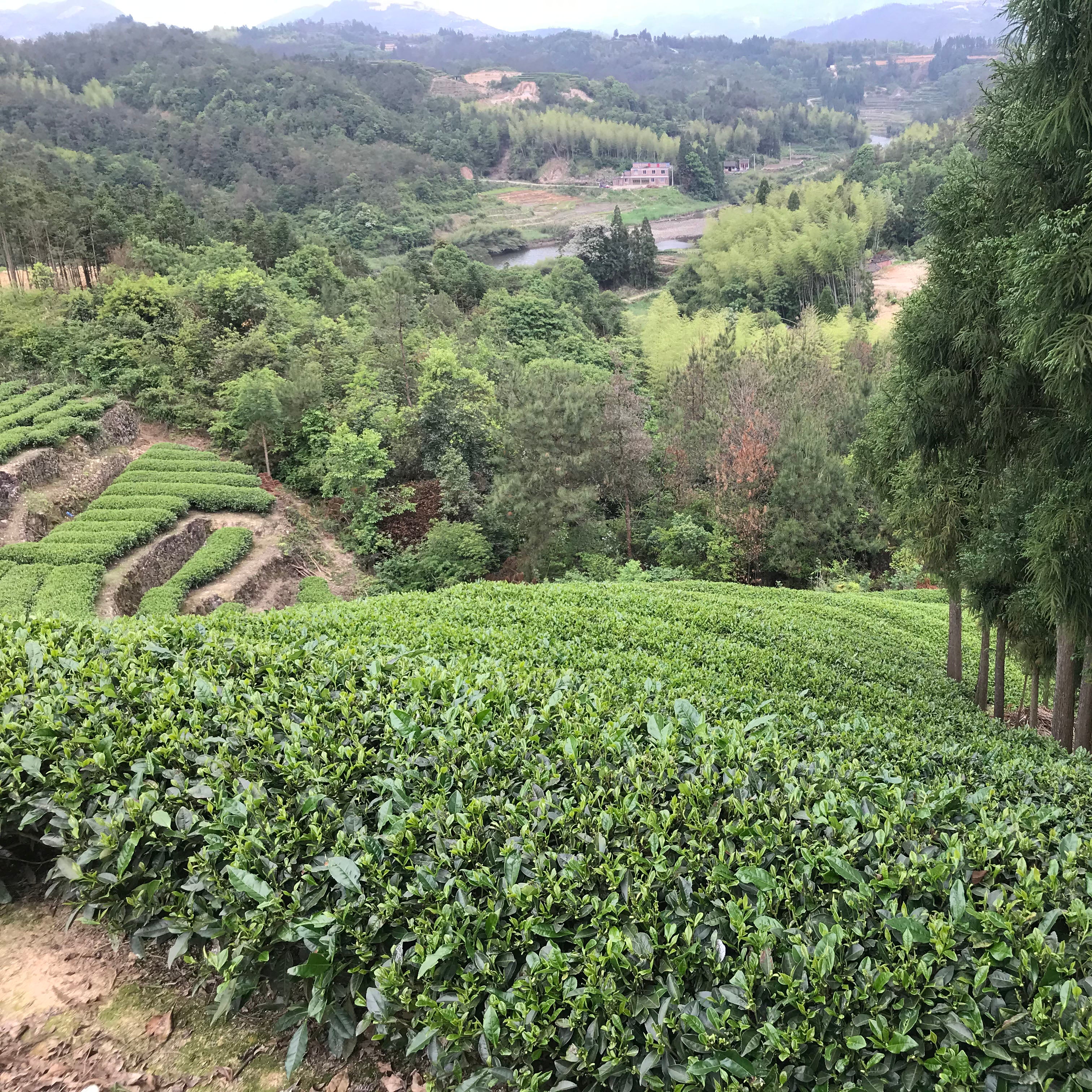 Bai Mu Dan - Image 5