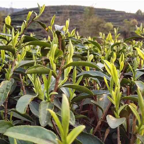 Bai Mu Dan - Image 6