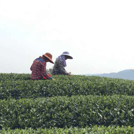 Bai Mu Dan - Image 7
