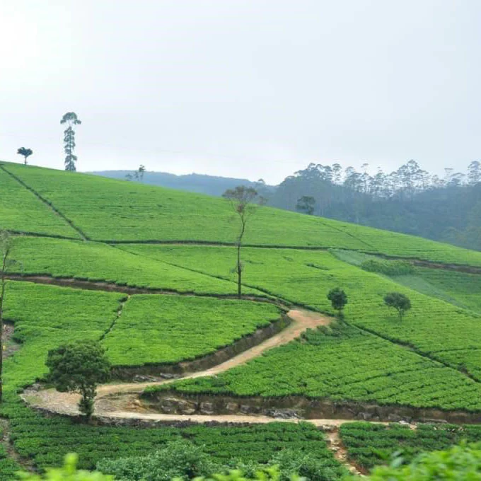 Ceylon Dimbula - Image 3