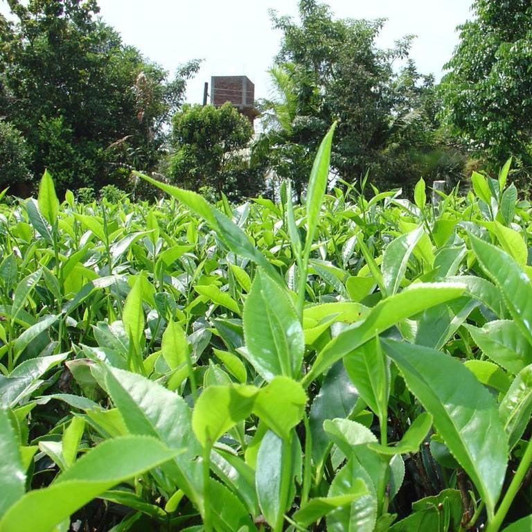 Ceylon Dimbula - Image 4