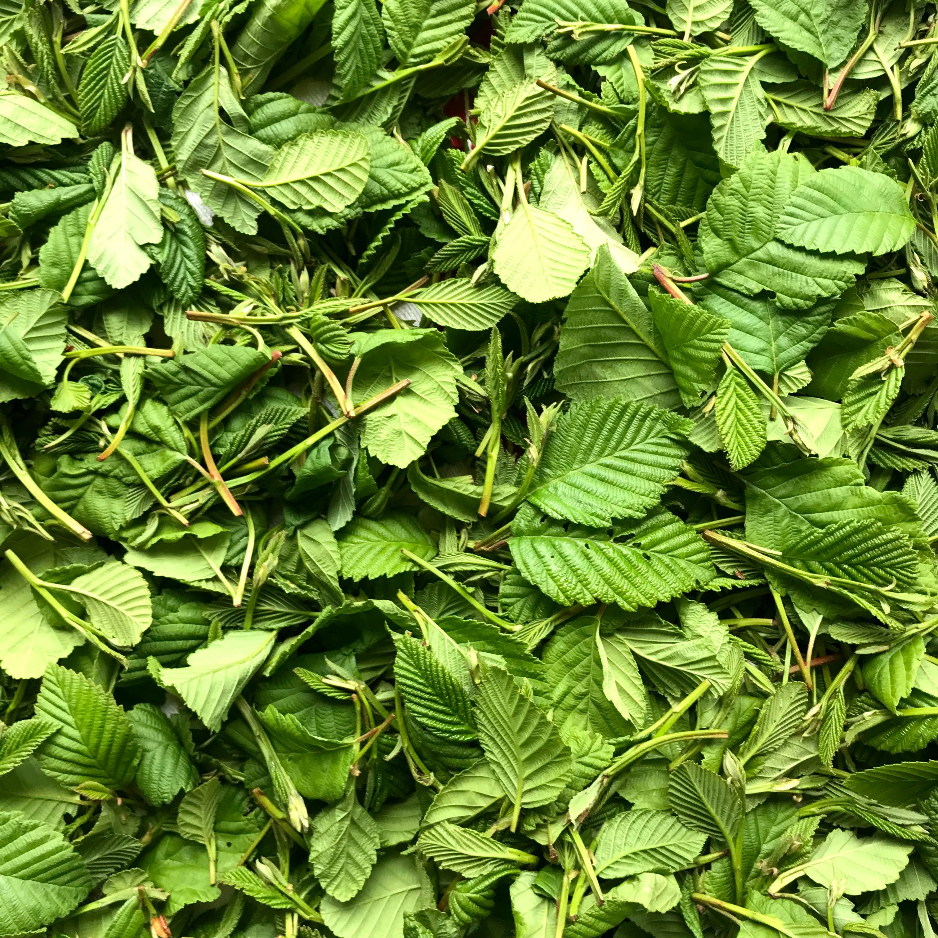 Northwest Alder Leaf - Image 11