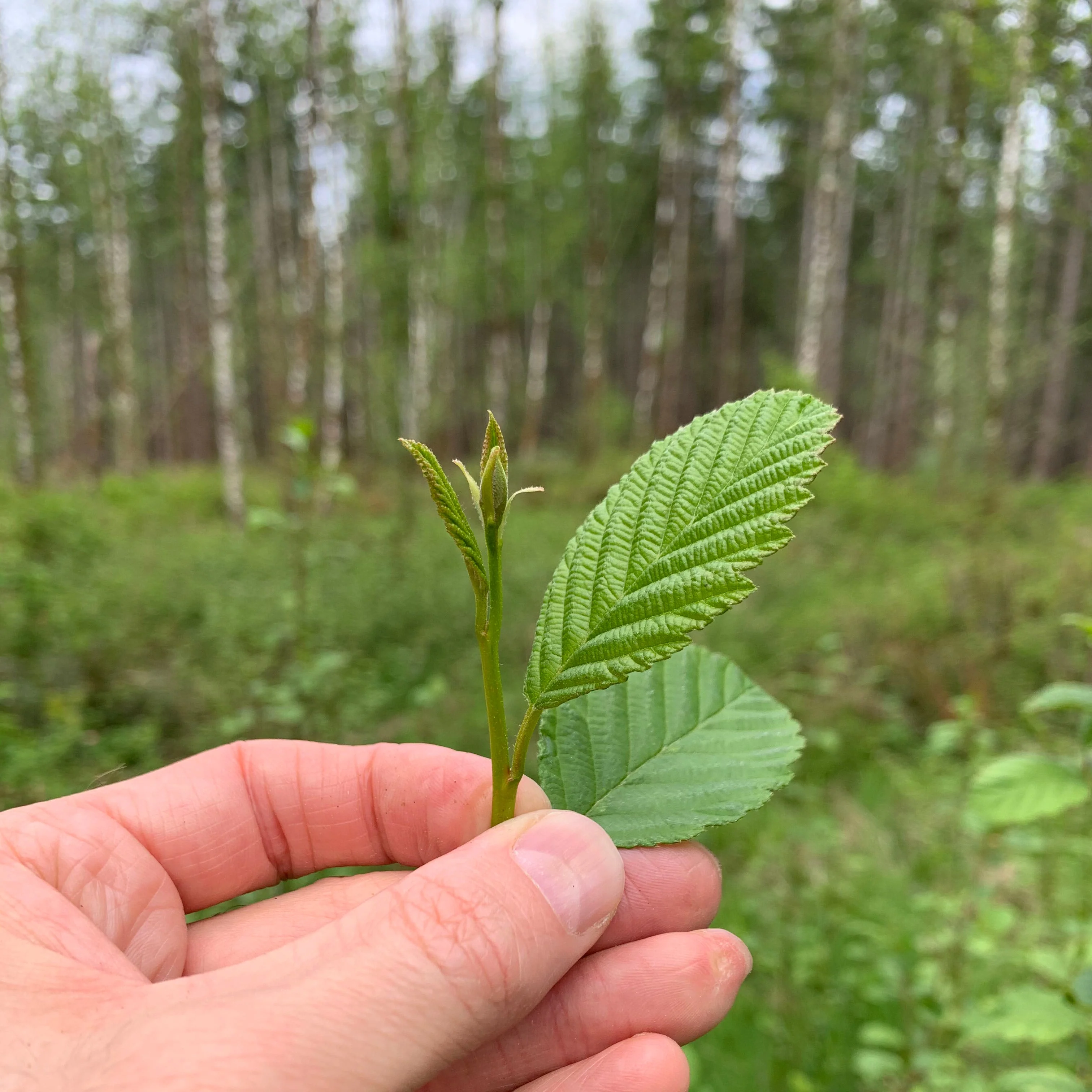 Northwest Alder Leaf - Image 7