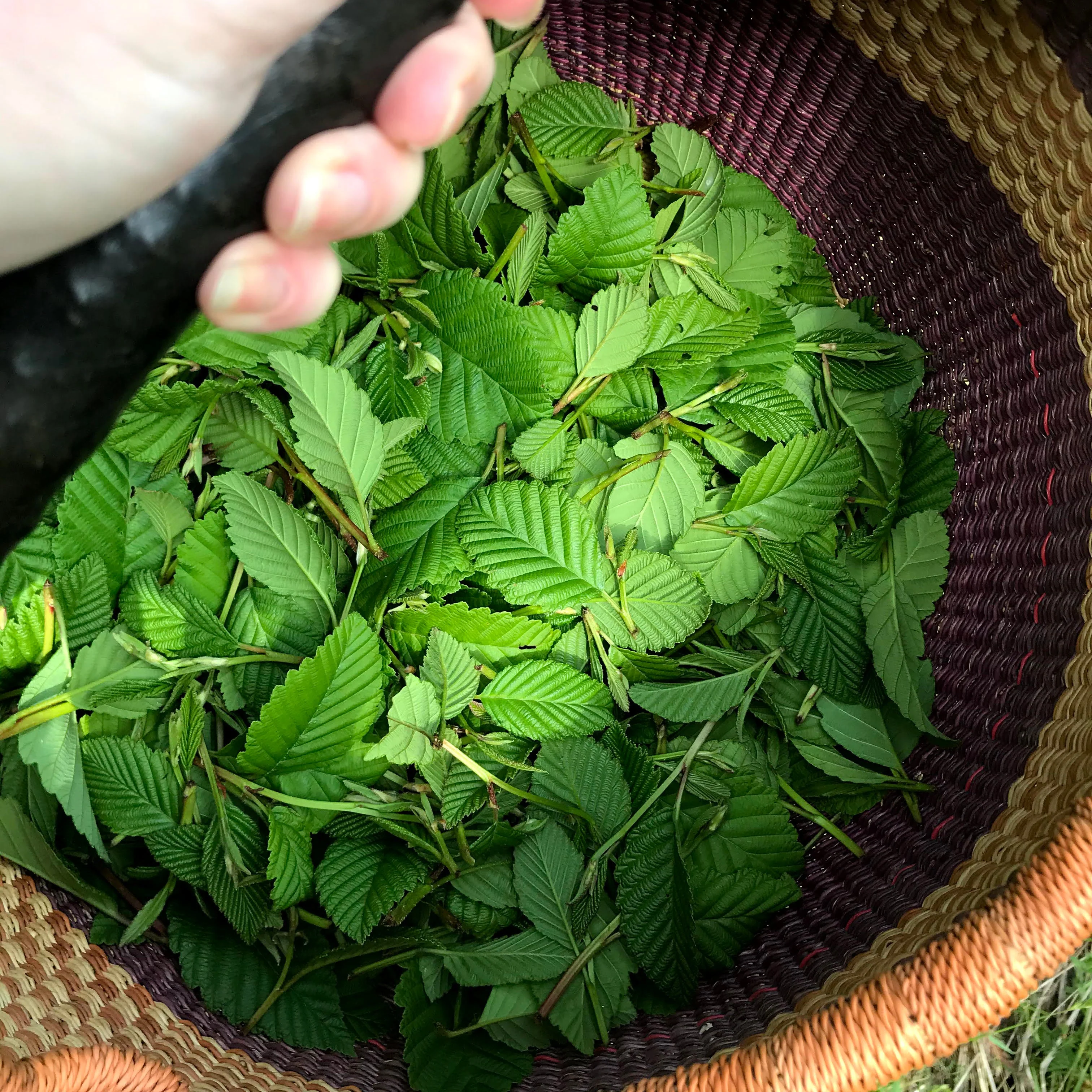Northwest Alder Leaf - Image 9